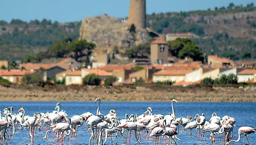 Apartamento La Mouette Qui Miaule Gruissan Exterior foto